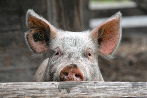 glückliches Schwein im Außengehege schaut über den Zaun in die Kamera